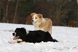 BORDER COLLIE 1157